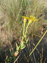 Limbarda crithmoides