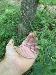 Scrophularia marilandica