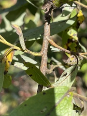 Salix bebbiana