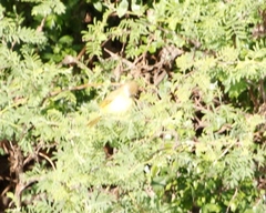 Chlorocichla flaviventris
