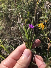 Liatris