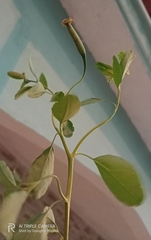 Porophyllum ruderale