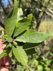 Salix bebbiana
