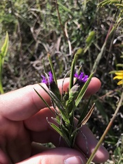 Liatris