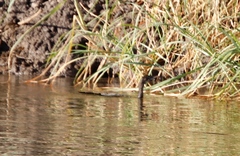 Microcarbo africanus africanus