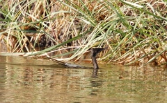 Microcarbo africanus africanus