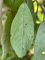 Salix bebbiana