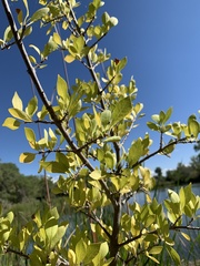 Forestiera pubescens