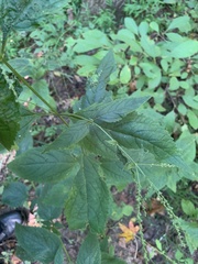 Scrophularia marilandica