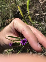 Liatris