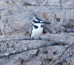 Ceryle rudis rudis