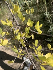 Forestiera pubescens