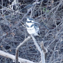 Ceryle rudis rudis