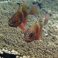 Ostorhinchus norfolcensis