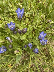 Gentiana calycosa