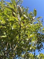 Salix bebbiana
