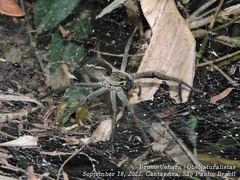 Aglaoctenus lagotis