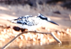 Ceryle rudis rudis