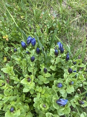 Gentiana calycosa