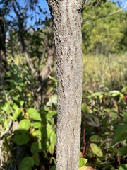 Salix bebbiana