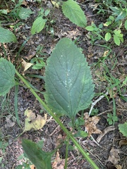 Scrophularia marilandica