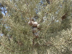 Cupressus stephensonii