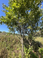 Salix bebbiana