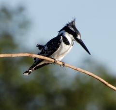 Ceryle rudis rudis