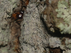 Chaenothecopsis ochroleuca
