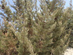 Cupressus stephensonii