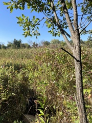 Salix bebbiana