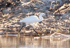 Egretta garzetta garzetta
