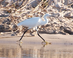 Egretta garzetta garzetta