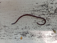 Serpentes