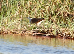 Actophilornis africanus