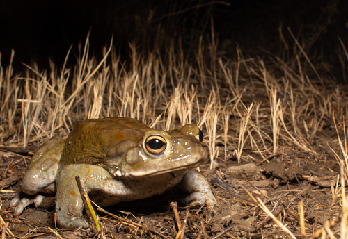 Sonoran Desert Toad