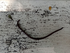 Serpentes