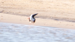 Rynchops flavirostris