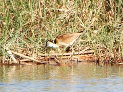Actophilornis africanus