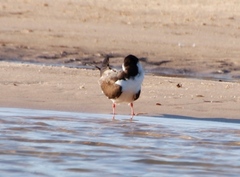 Rynchops flavirostris