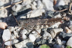 Trimerotropis verruculata