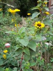 Heliopsis