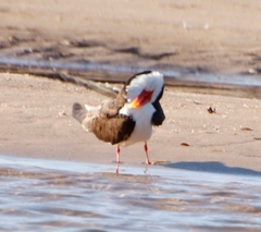 Rynchops flavirostris