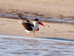 Rynchops flavirostris