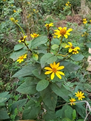 Heliopsis