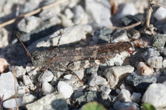 Trimerotropis verruculata