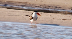 Rynchops flavirostris