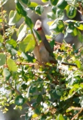 Urocolius indicus transvaalensis