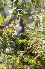 Urocolius indicus transvaalensis