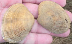 Ruditapes philippinarum